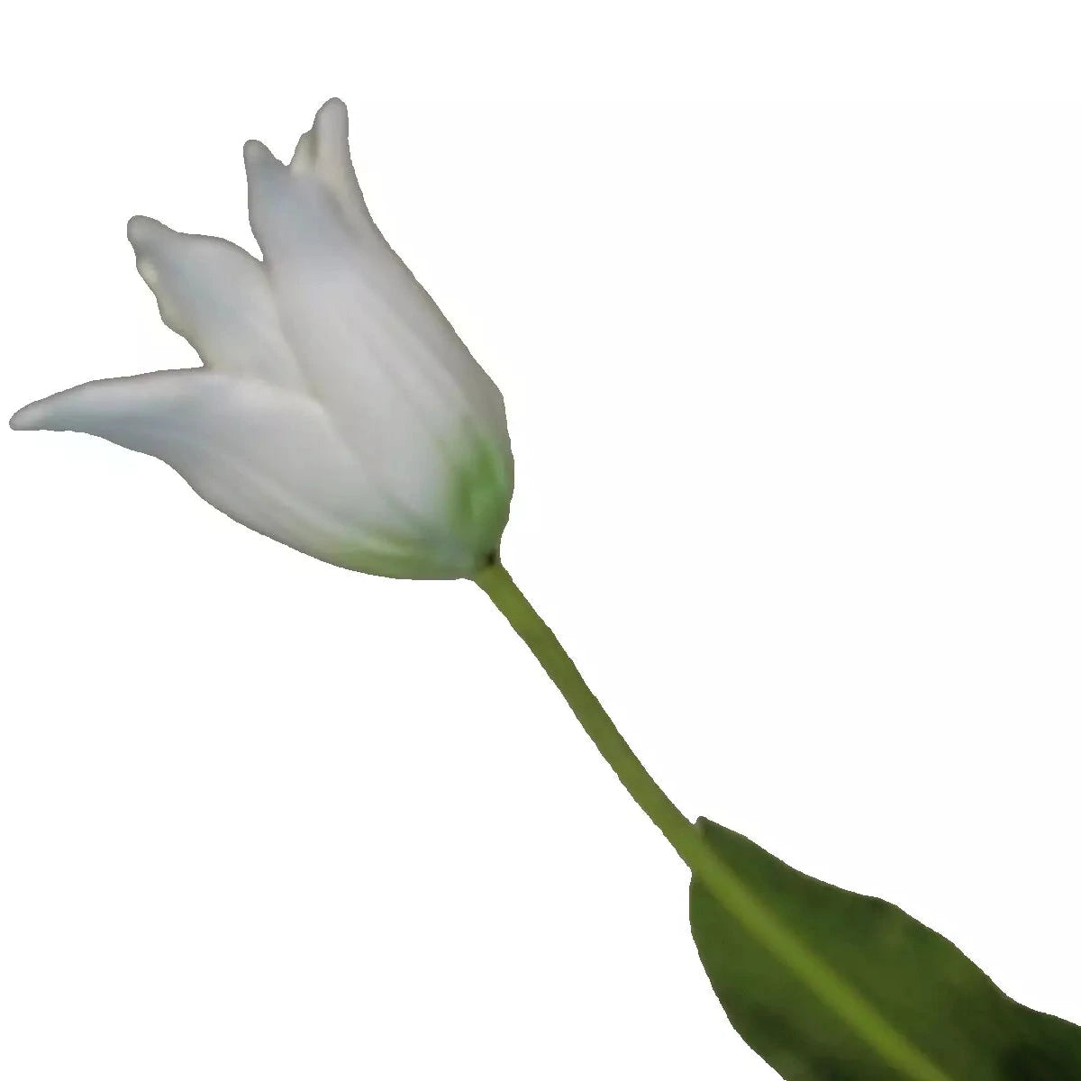 Silk-ka Tulpen – Hochwertige Kunsttulpen
