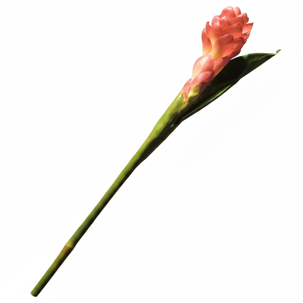 Silk-ka Ingwerblüte