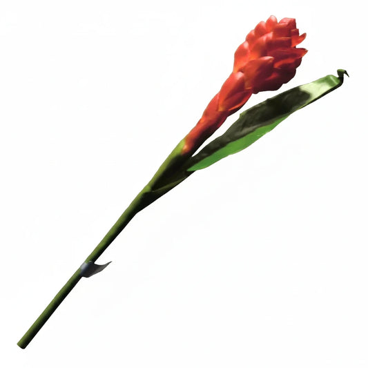 Silk-ka Ingwerblüte
