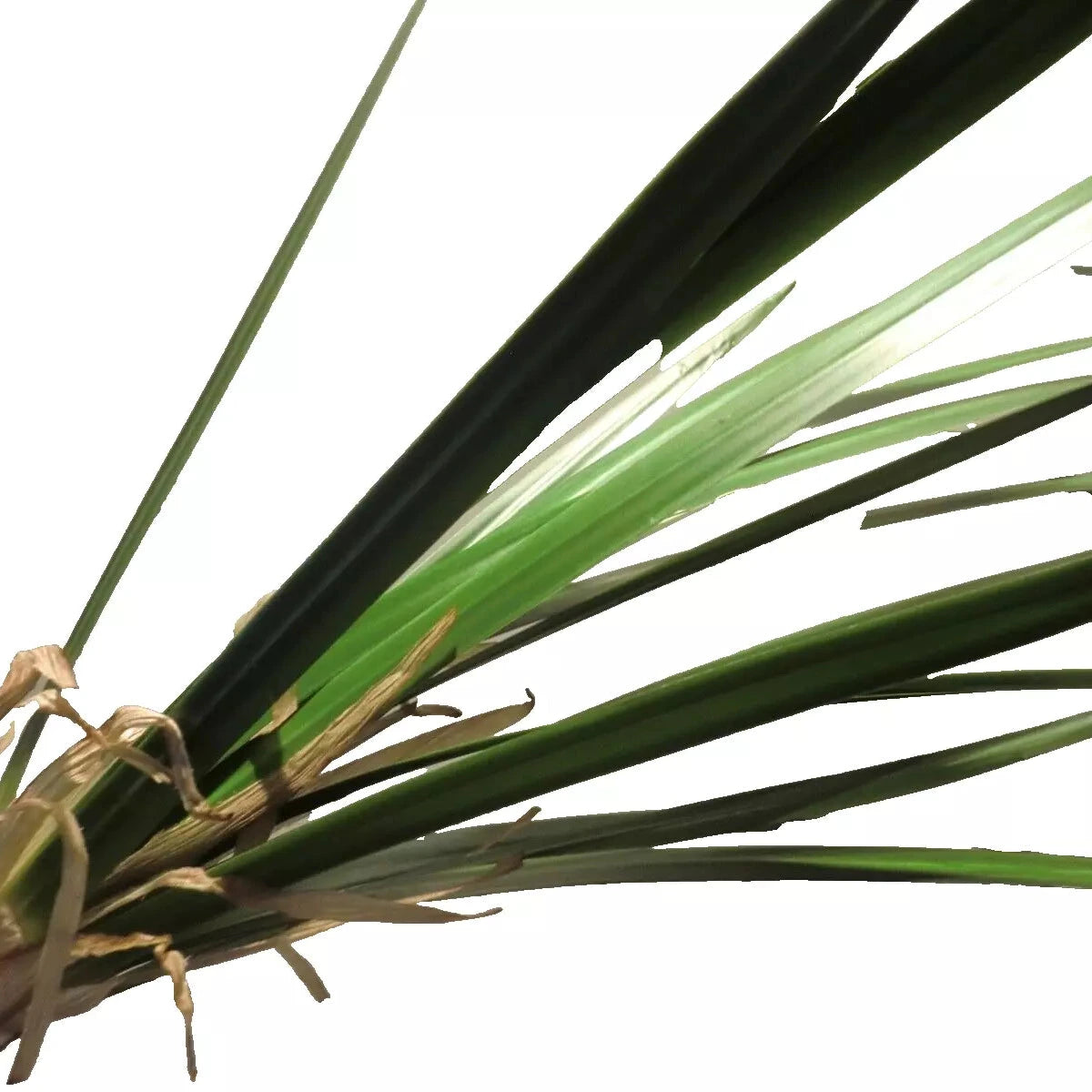 Silk-ka Grasbusch
