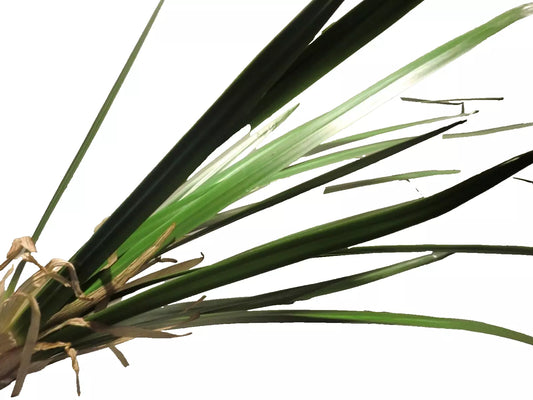 Silk-ka Grasbusch