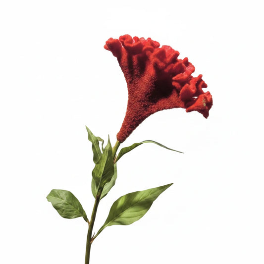 Silk-ka Amaranthus