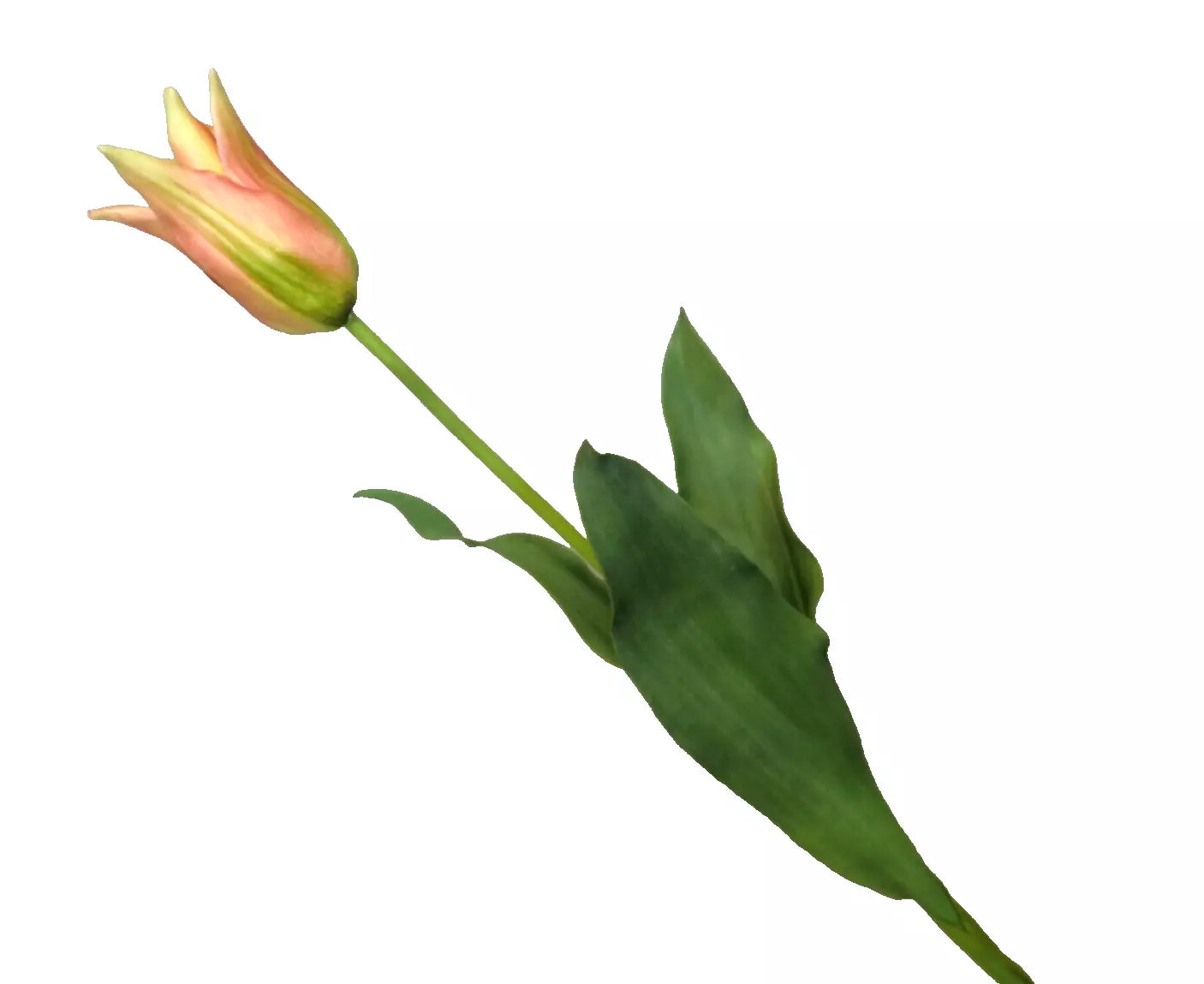 Silk-ka Tulpen – Hochwertige Kunsttulpen
