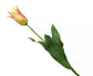Silk-ka Tulpen – Hochwertige Kunsttulpen