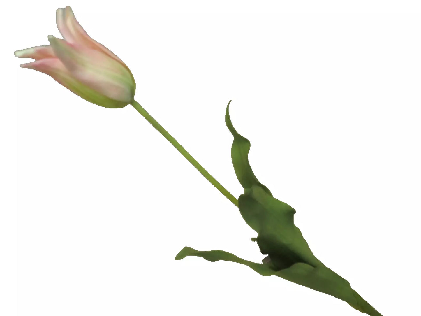 Silk-ka Tulpen – Hochwertige Kunsttulpen