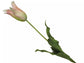 Silk-ka Tulpen – Hochwertige Kunsttulpen