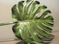 Silk-ka Philodendron Blatt