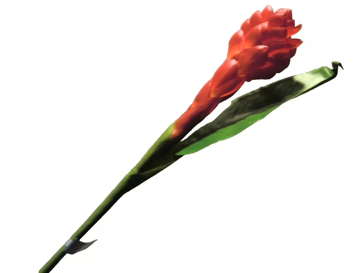 Silk-ka Ingwerblüte