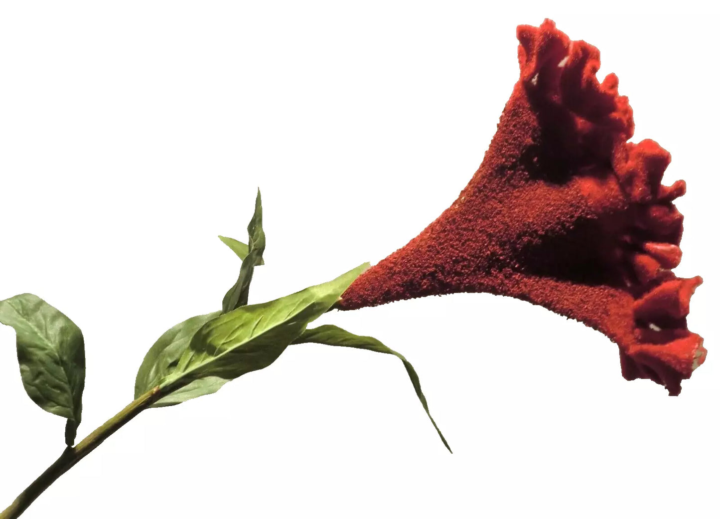 Silk-ka Amaranthus